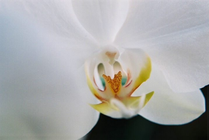 Sensual Orchid