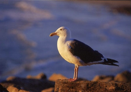 Seagull Portrait 2