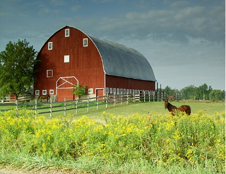 Golden Grazing