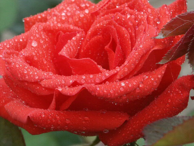 A Rose in Bloom 2