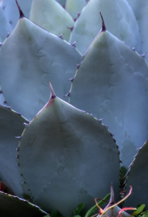 curves of a cactus 