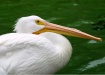 Poised Pelican