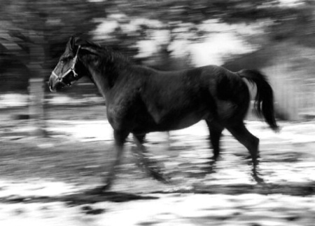 Horse in Motion