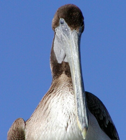 Pelican Eye Contact