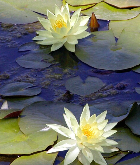Lotus Pray