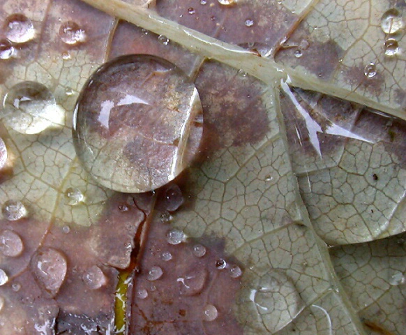 Leaf during drizzle: detail