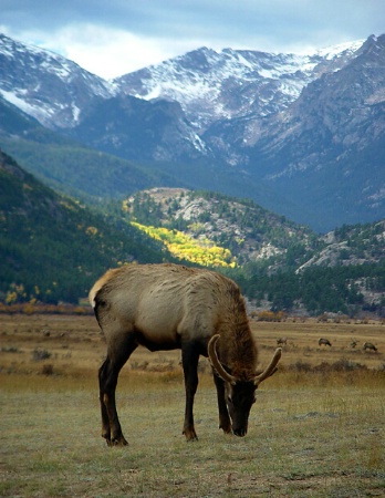 Elk Of The Rockies