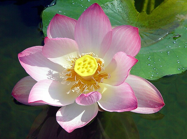 Lotus No 7