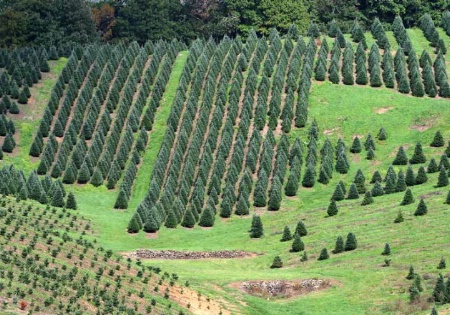 "Christmas tree farm"