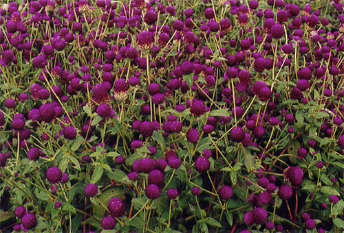Purple Clusters