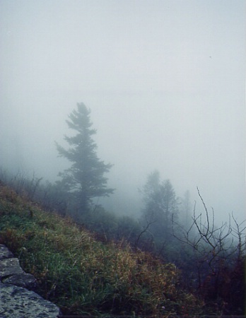 Foliage by Fog