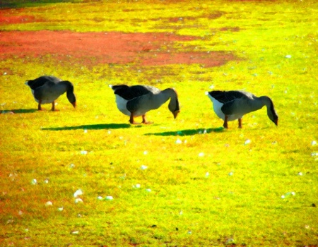 3 Geese (Ducks?)