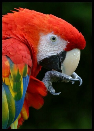 Scarlet Macaw