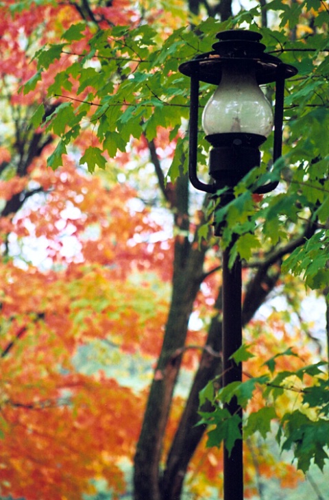 Autumn Lamp Post