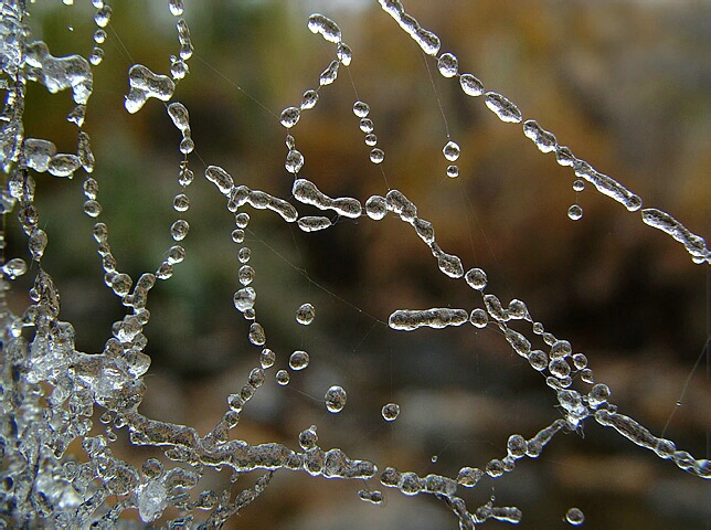 Icy Web