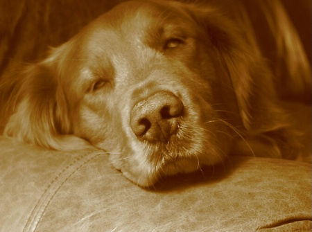 A Golden's Life ... in Sepia