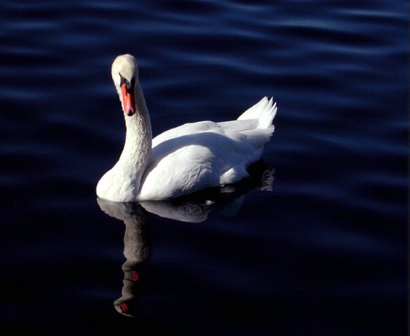 Lake Eola Swan