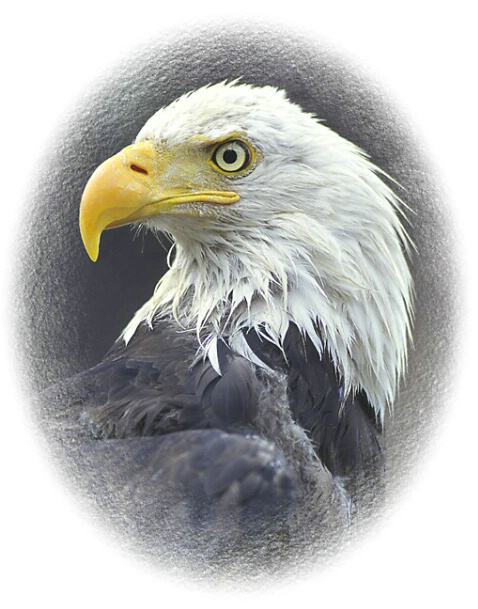 Bald Eagle Portrait