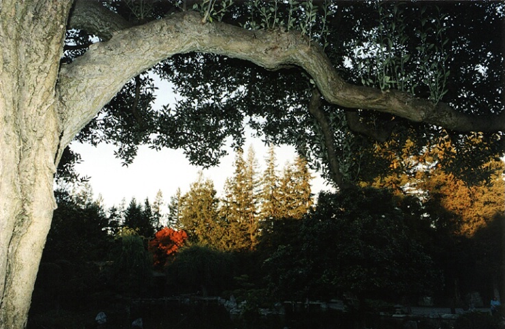 Flaming Tree  (-1 exposure)