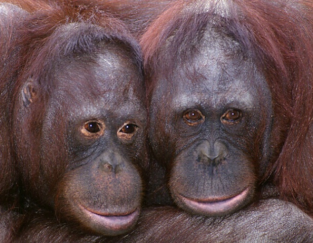 Orangutan Pair