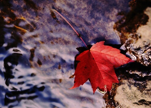 Leaf in Stream - After