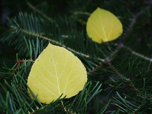 isolated leaves