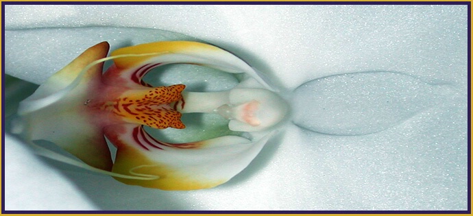 "Abstract Orchid"