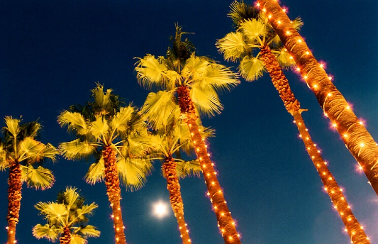 Twilight Palms