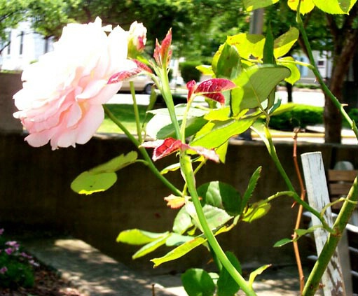 Rose of Summer
