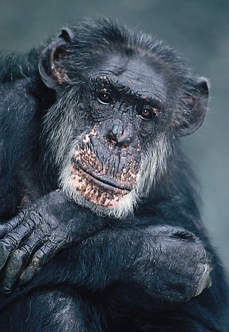 Portrait of Aging Chimpanzee