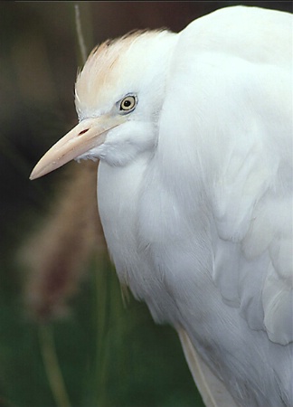 Cattle Egret Portrait