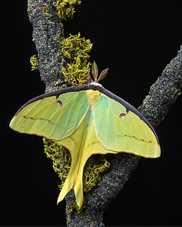 Male Luna Moth Resting on Pine