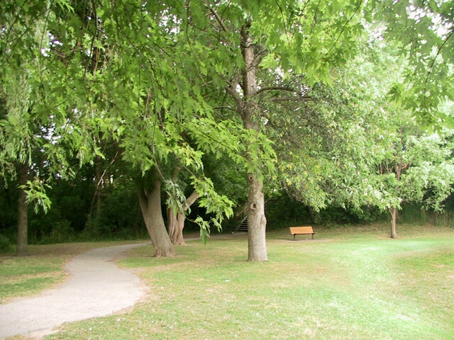 Bench Beneath A Canopy of Branches