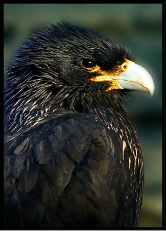 Striated Caracara