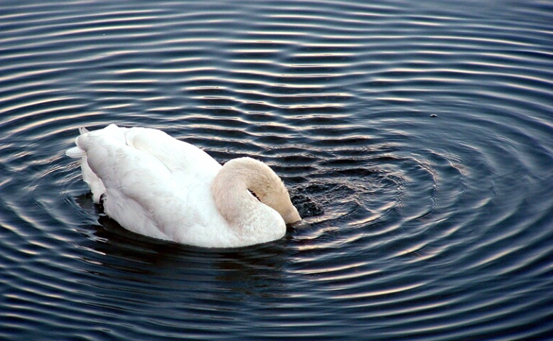 ripples created as swan eats