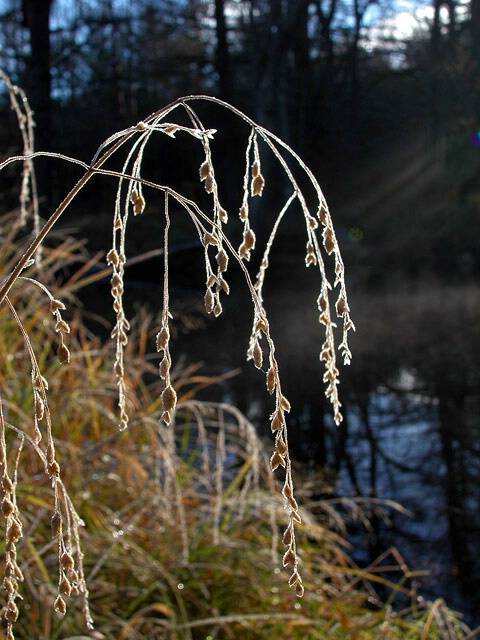 Delicate Frostings