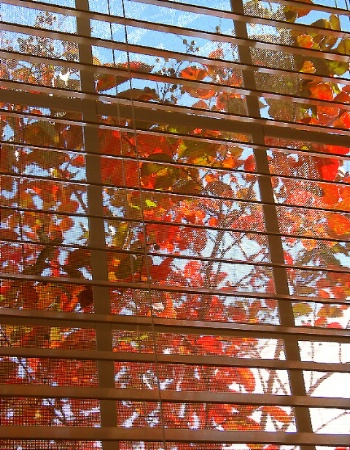 Window on Fall