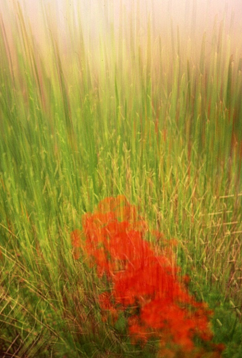 poppies in a field of grasses
