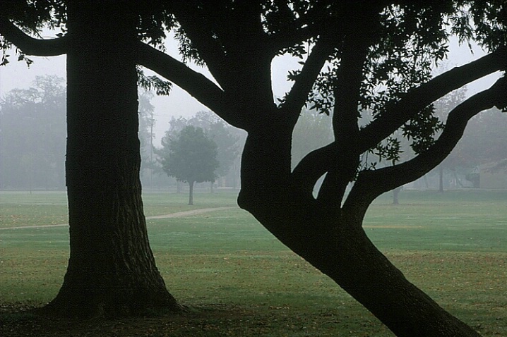 Trees, Silhouettes & Fog