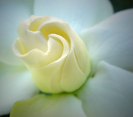 gardenia