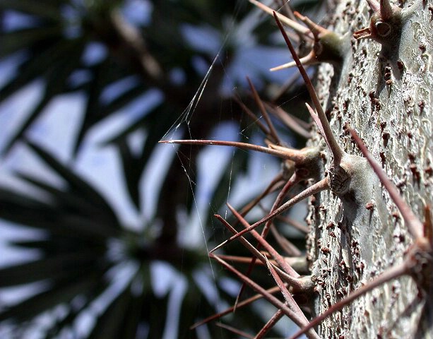 A  Thorny Subject