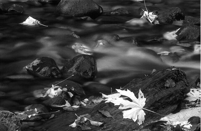Leaves in Salmon River