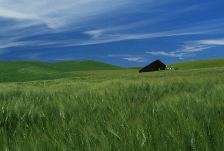 Lone Shack in the Palouse 
