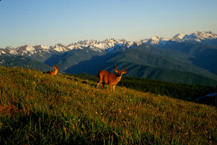 Hurricane Ridge, Olympic National Park