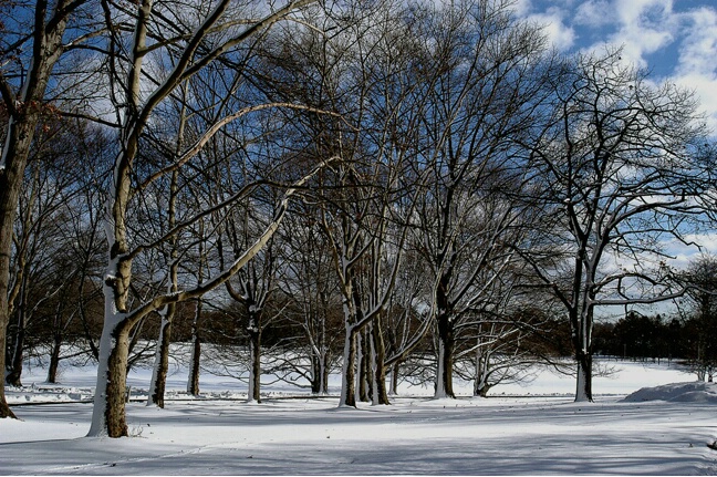 Winter At Brookdale Park