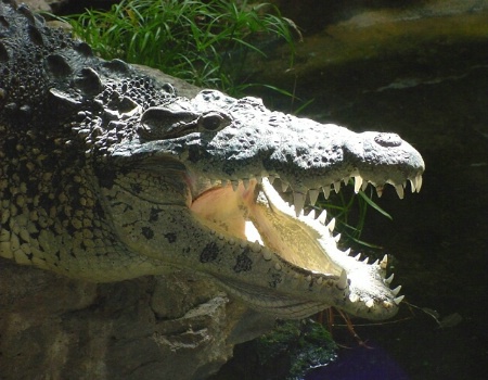 Crocodile Sunee