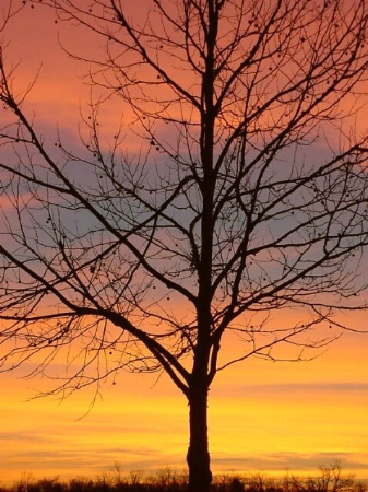 Sycamore at Sunrise