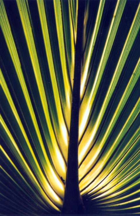 Backlit Palm Leaf