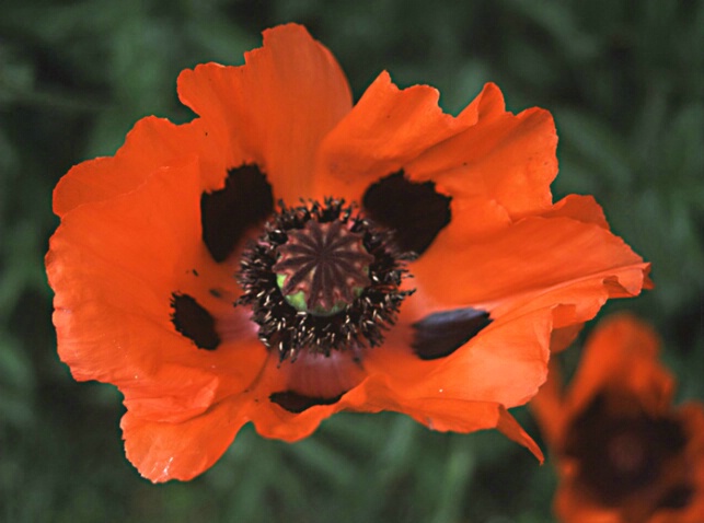 Poppy - ID: 65718 © John D. Jones