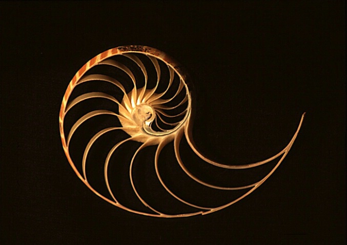 Chambered Nautilus - ID: 65770 © John D. Jones